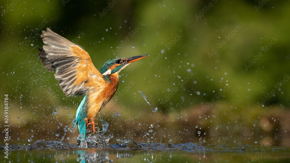 Female Kingfisher emerging from the water after an unsuccessful dive to grab a fish.  Taking photos of these beautiful birds is addicitive now I need to go back again.